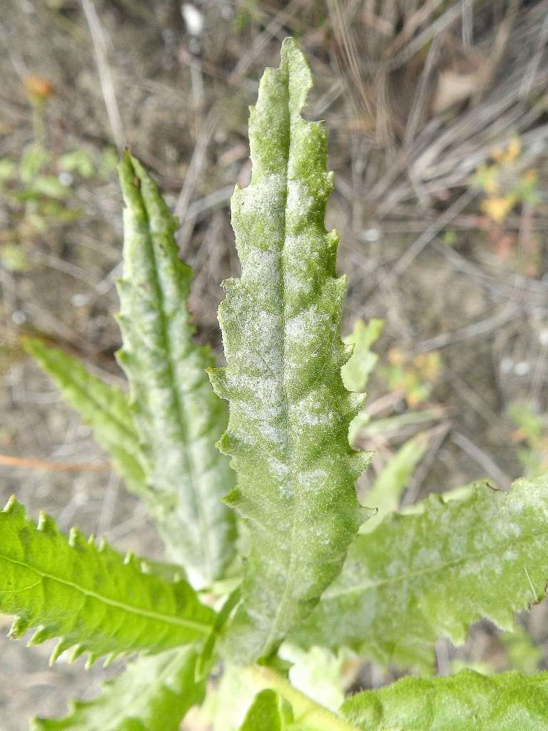 Asteraceae - Dittrichia viscosa